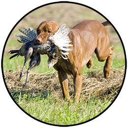 Canine retrieving bird