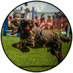 Dog jumping on grass