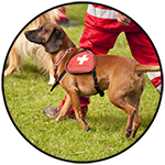 Service dog