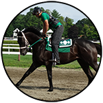 Horse walking the track