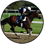 Horse in mid gallop
