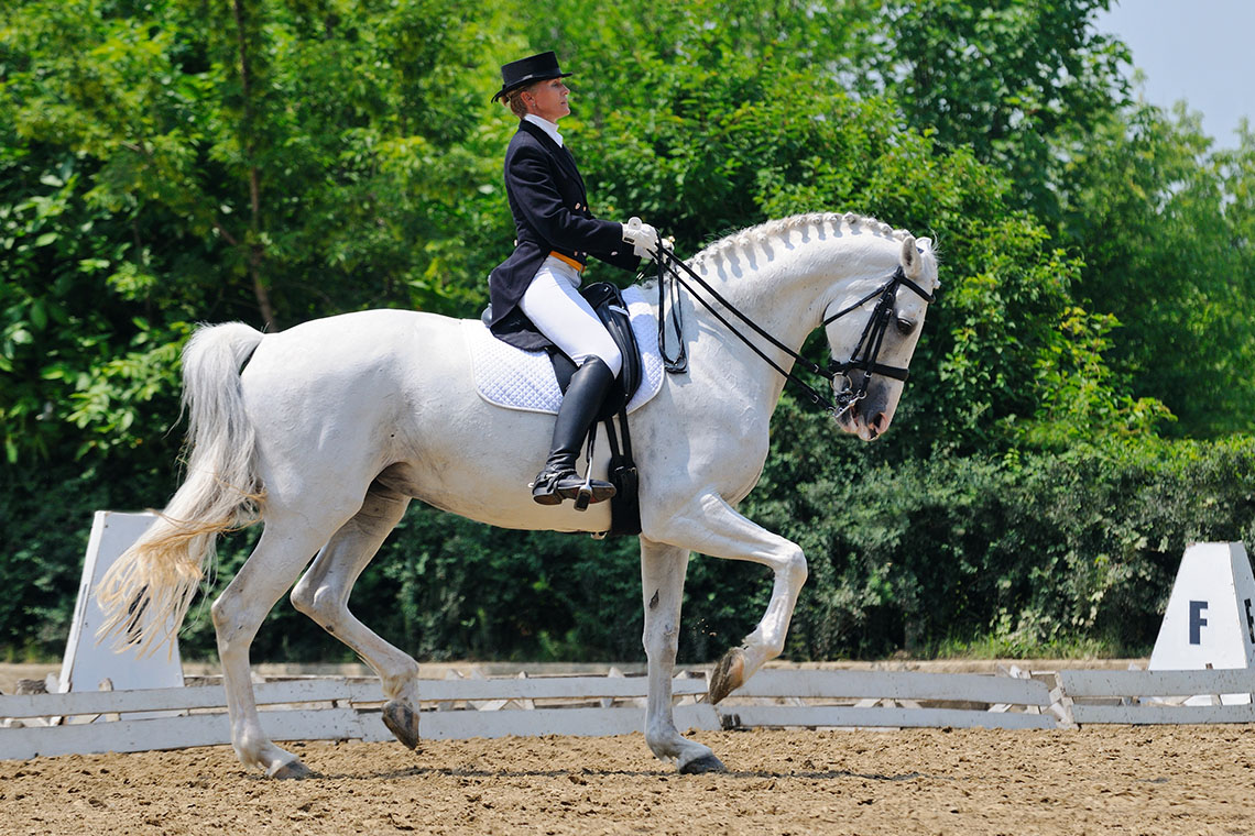 Dressage Horse during competition