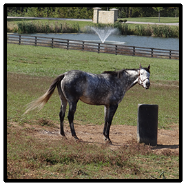 Horse grazing by pond
