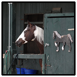 Horse in the stable